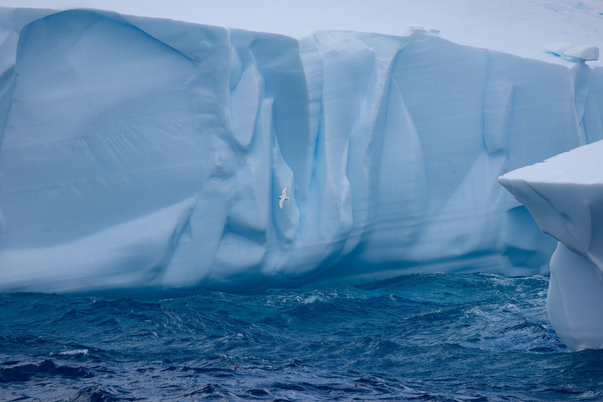 Snow Petrel - ML633020218