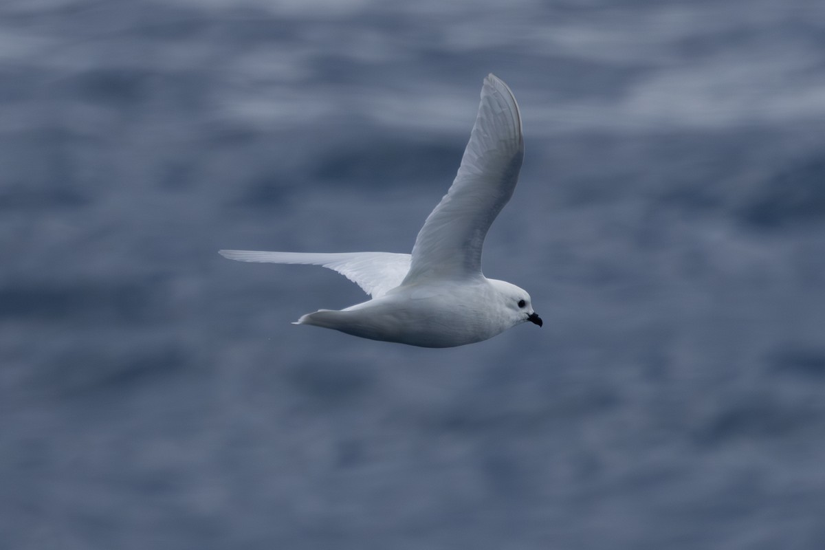Snow Petrel - ML633020219