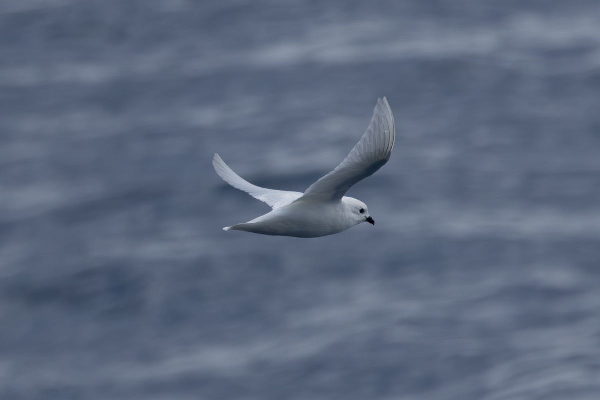 Snow Petrel - ML633020220