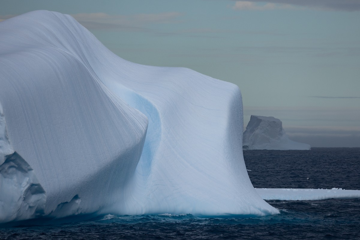 Snow Petrel - ML633020222