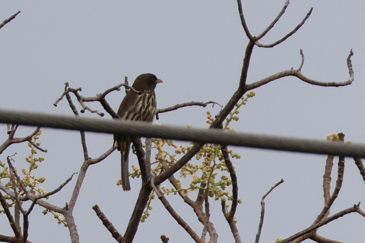 Palmchat - ML633020231