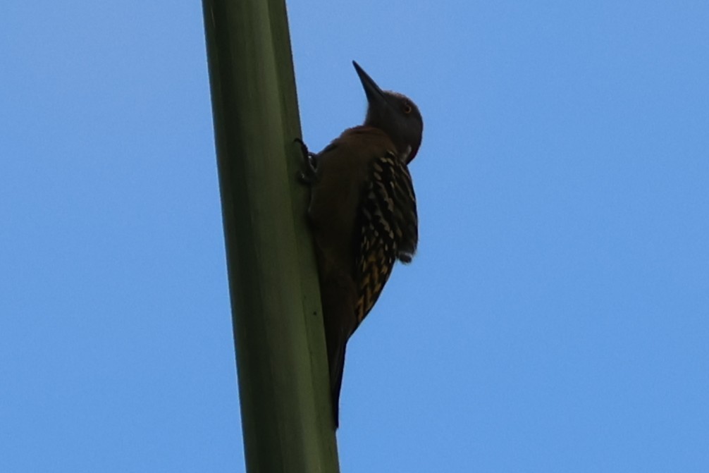 Hispaniolan Woodpecker - ML633020245