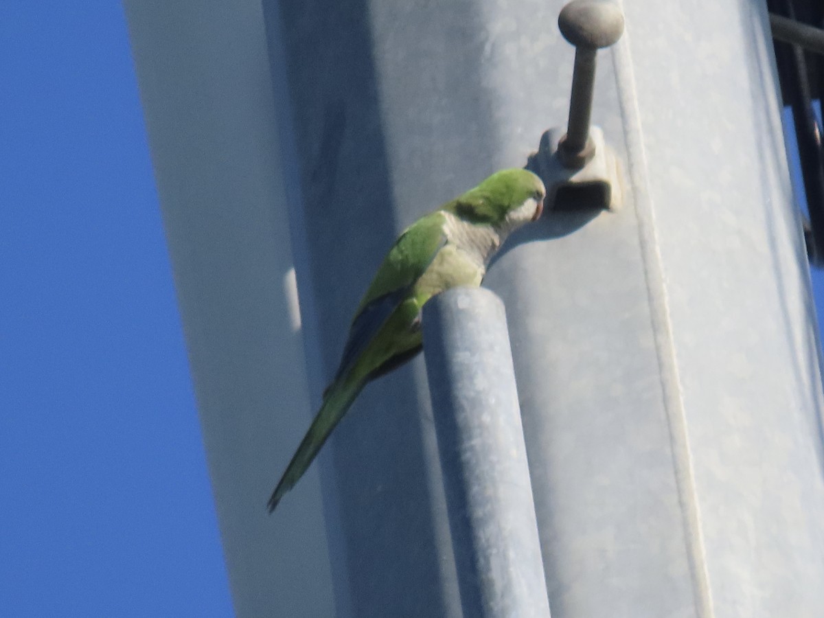 Monk Parakeet - ML633020251
