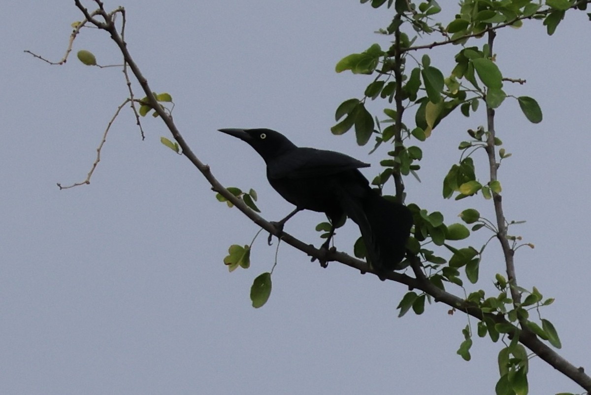Greater Antillean Grackle - ML633020257