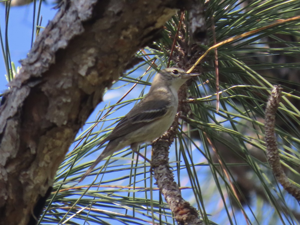 Pine Warbler - ML633020261