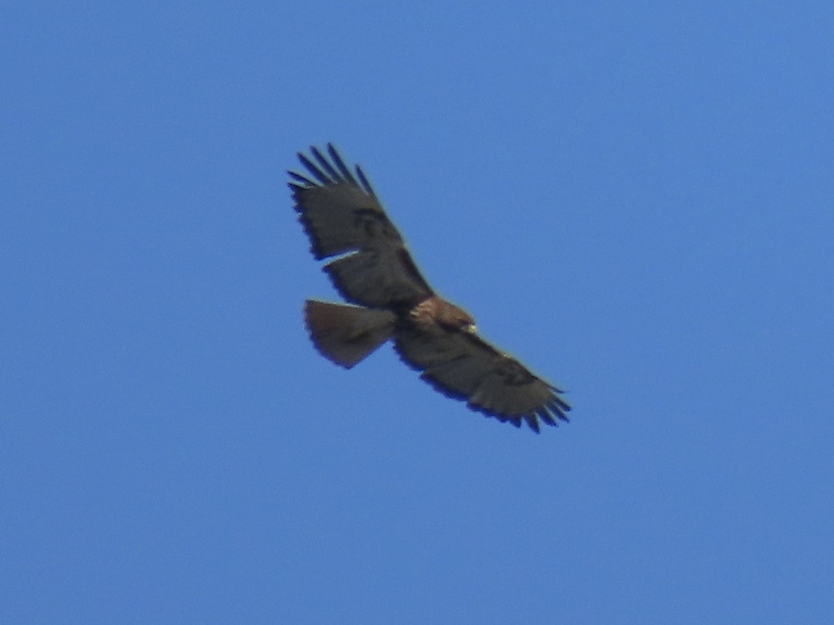 Red-tailed Hawk - ML633020271