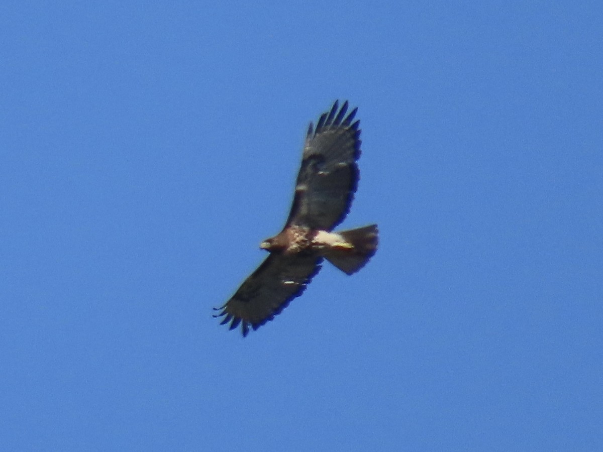 Red-tailed Hawk - ML633020272