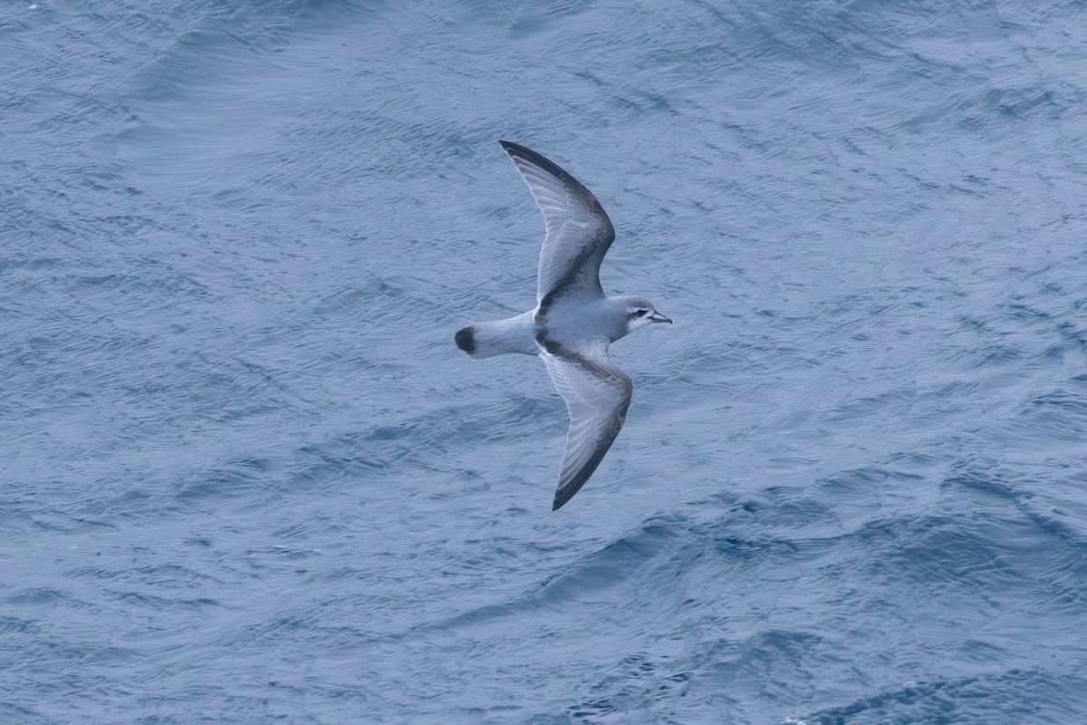 Antarctic Prion - ML633020278