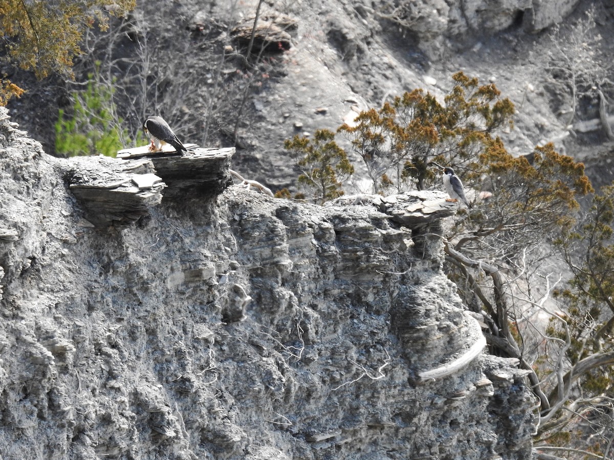 Peregrine Falcon - ML633020367