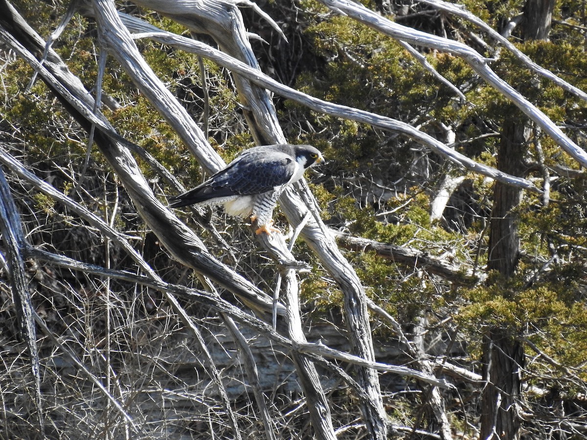 Peregrine Falcon - ML633020368