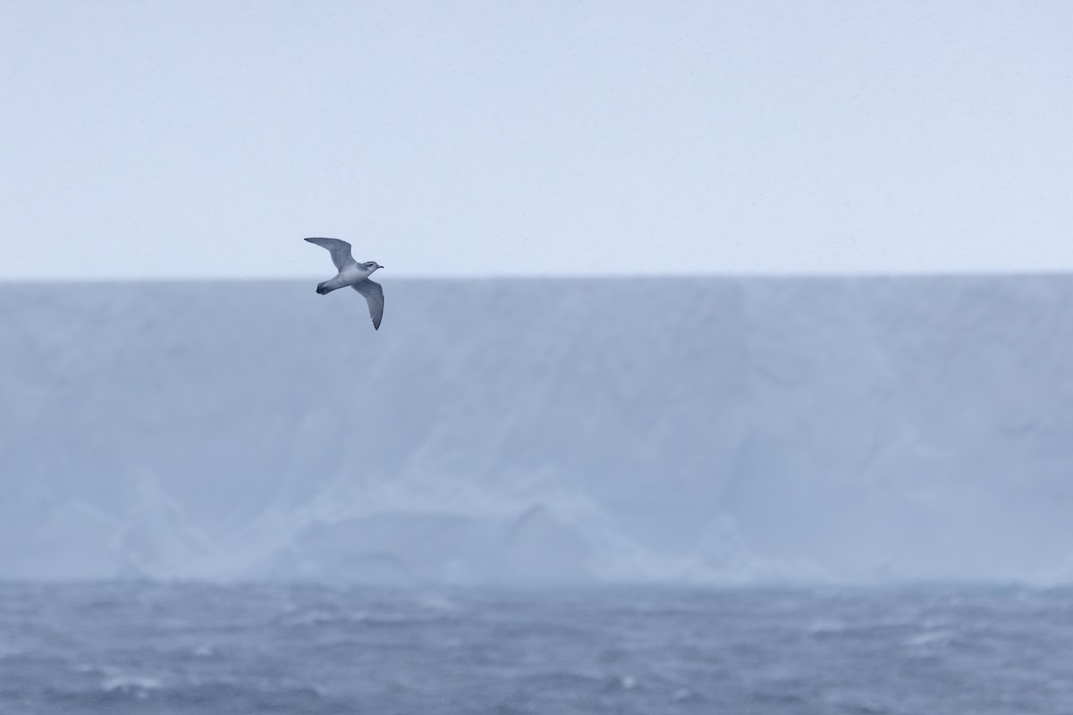 Antarctic Prion - ML633020431