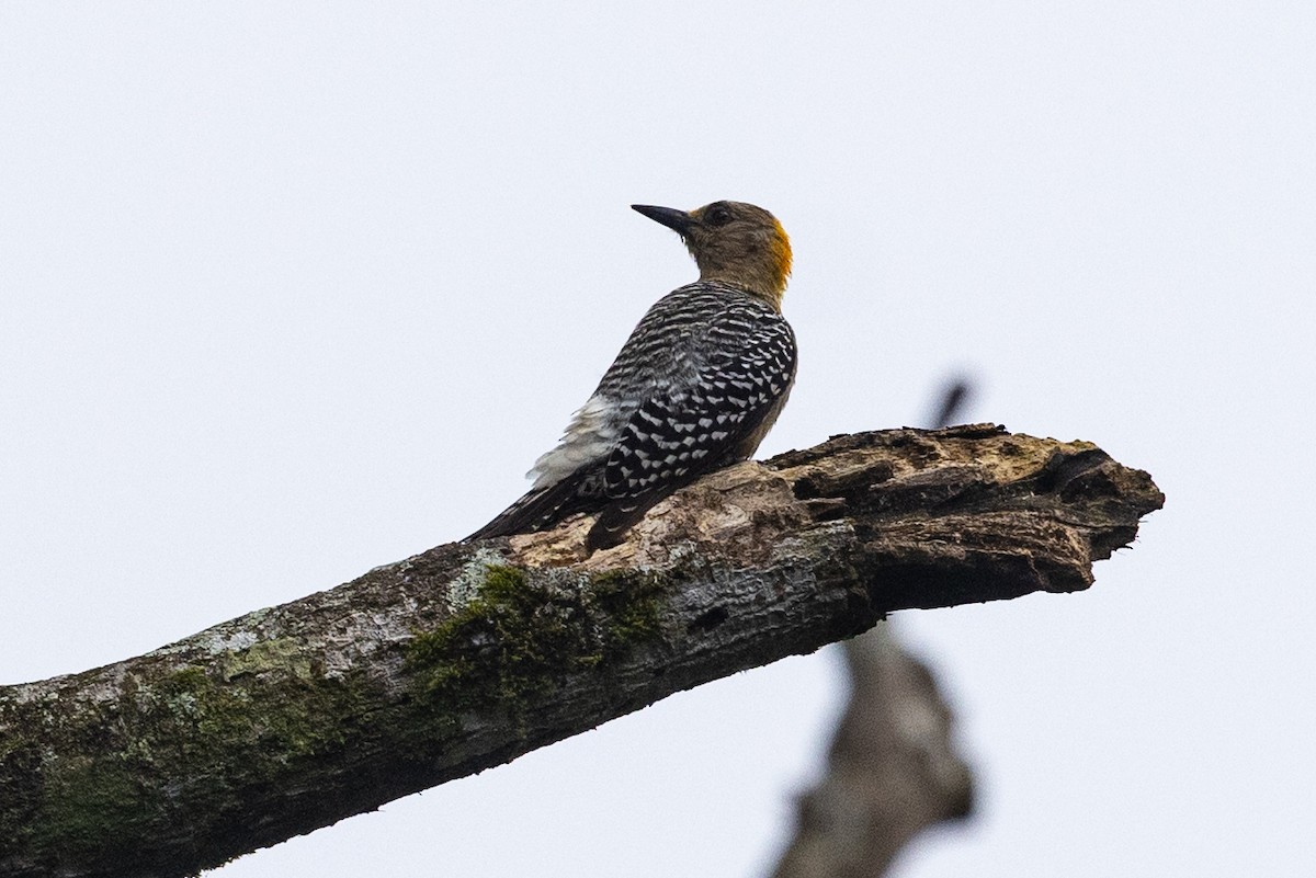 Black-cheeked Woodpecker - Eric VanderWerf