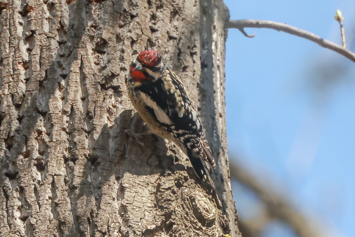 Yellow-bellied Sapsucker - ML633020482