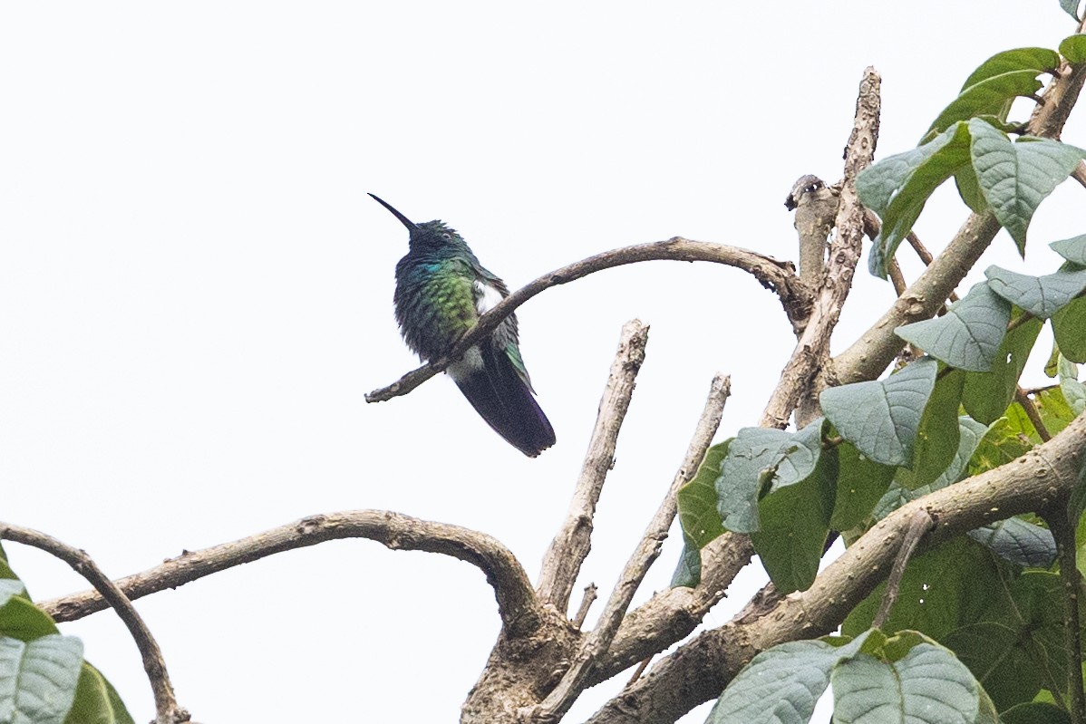 Blue-chested Hummingbird - Eric VanderWerf