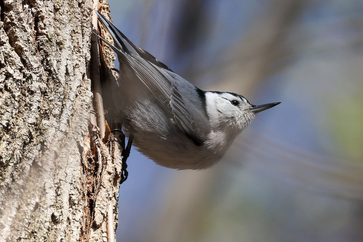 White-breasted Nuthatch - ML633020751