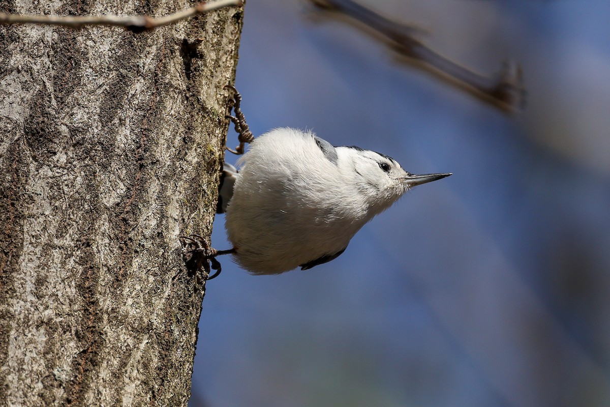 White-breasted Nuthatch - ML633020753