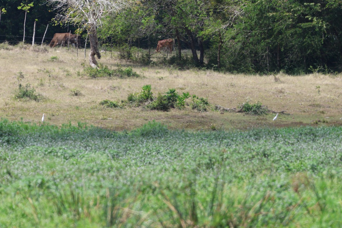 Western Cattle-Egret - ML633020835