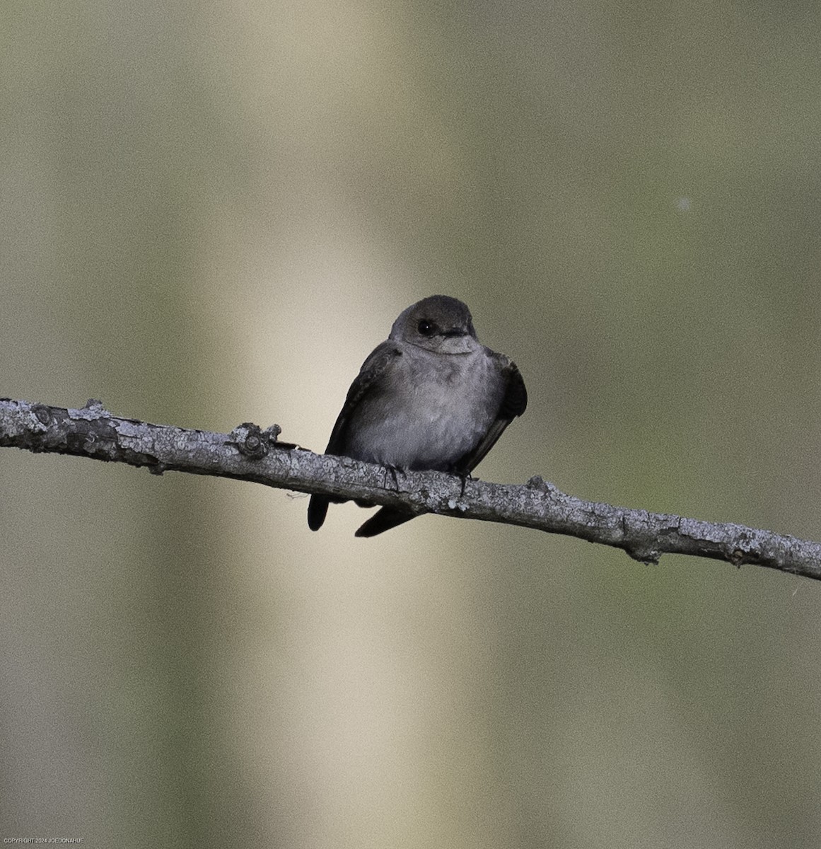 Northern Rough-winged Swallow - ML633020884