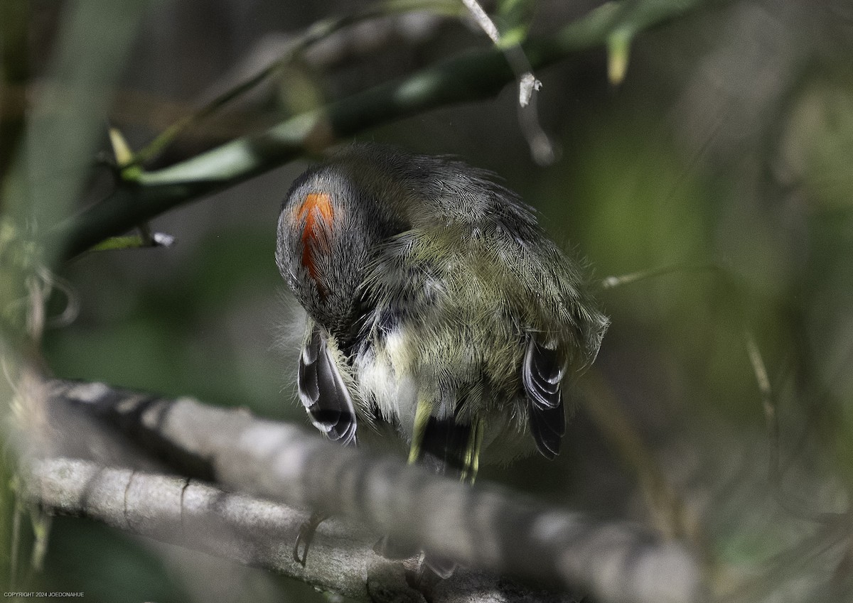 Ruby-crowned Kinglet - ML633020895