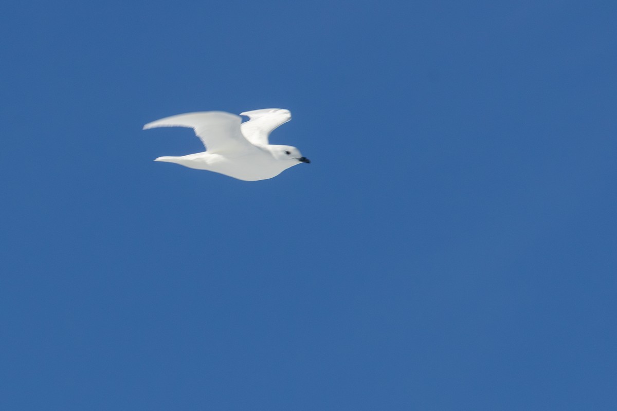 Snow Petrel - ML633020898