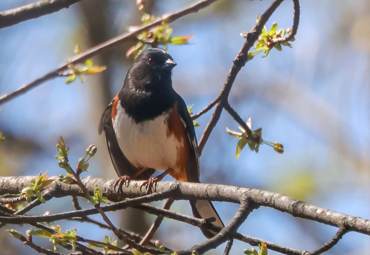 Eastern Towhee - ML633020911