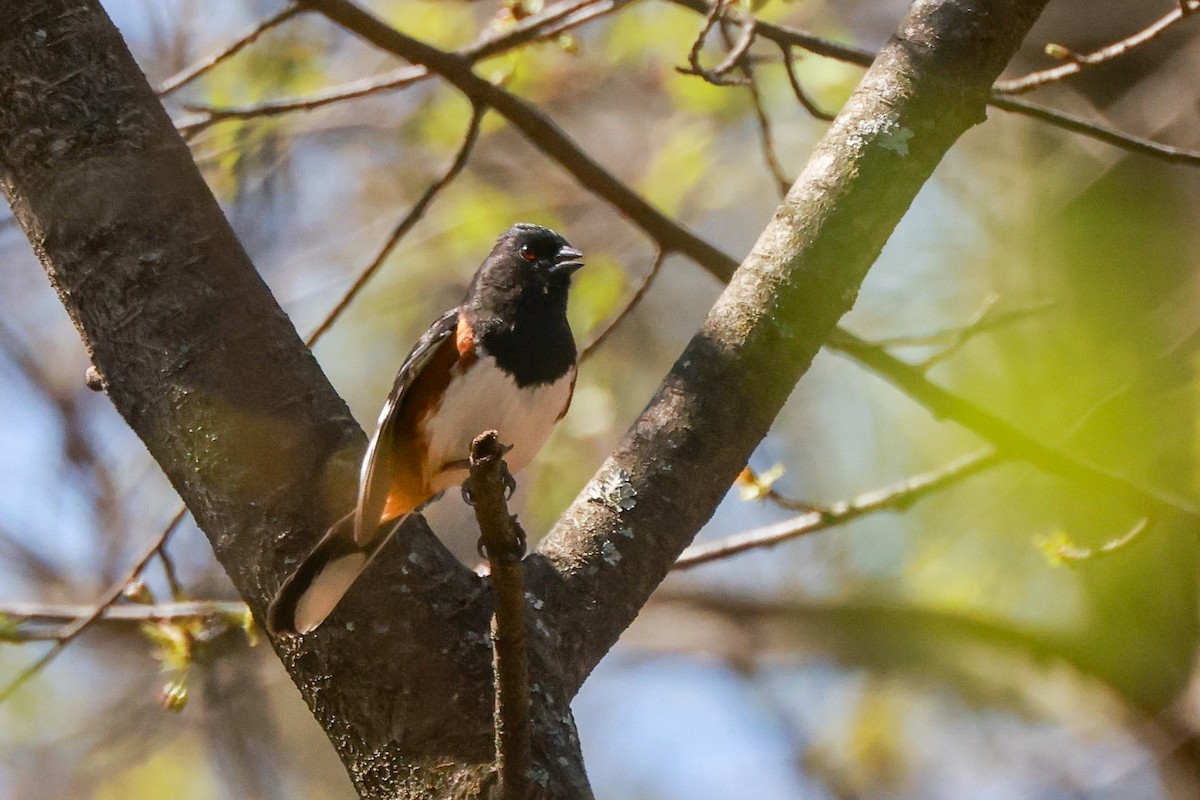 Eastern Towhee - ML633020912
