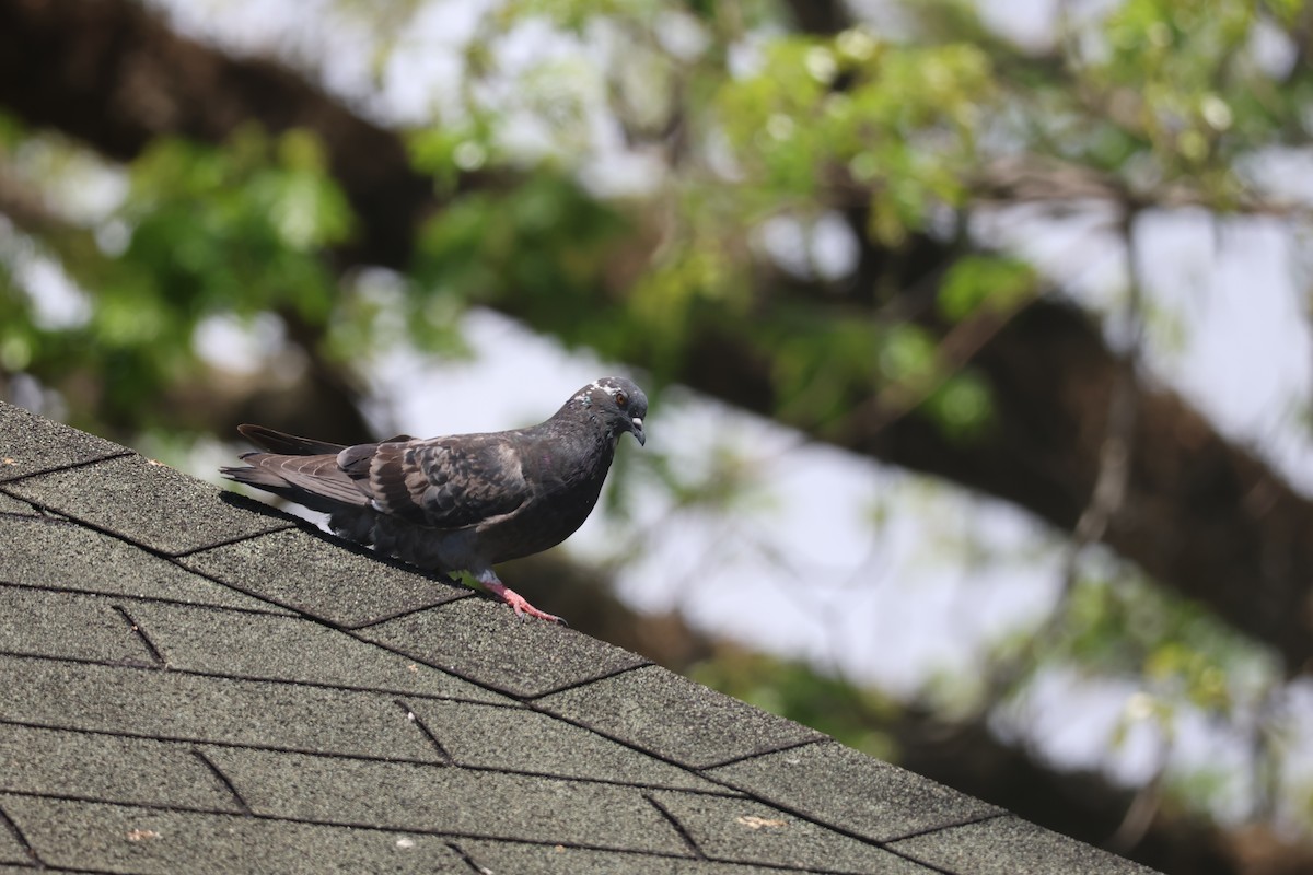 Rock Pigeon (Feral Pigeon) - ML633020975