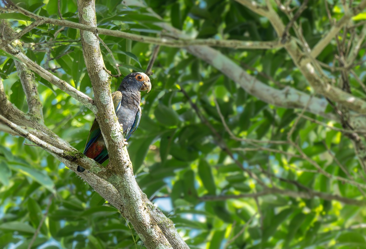 White-crowned Parrot - ML633021110