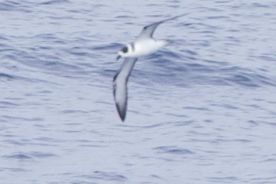 White-necked Petrel - ML633021113