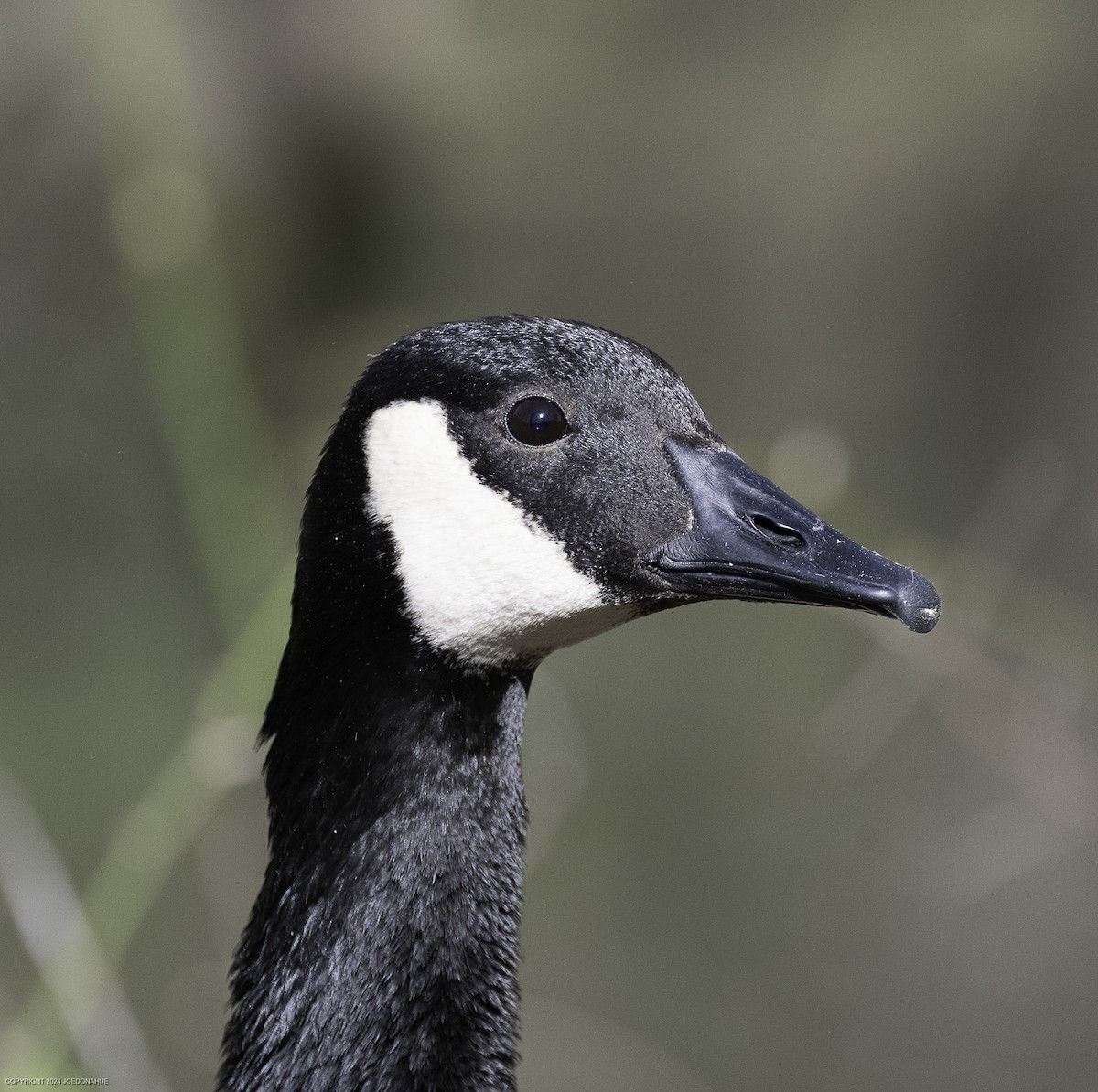 Canada Goose - ML633021118