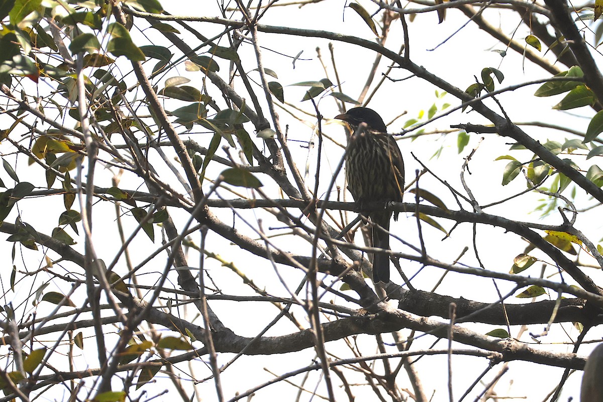 Palmchat - ML633021143