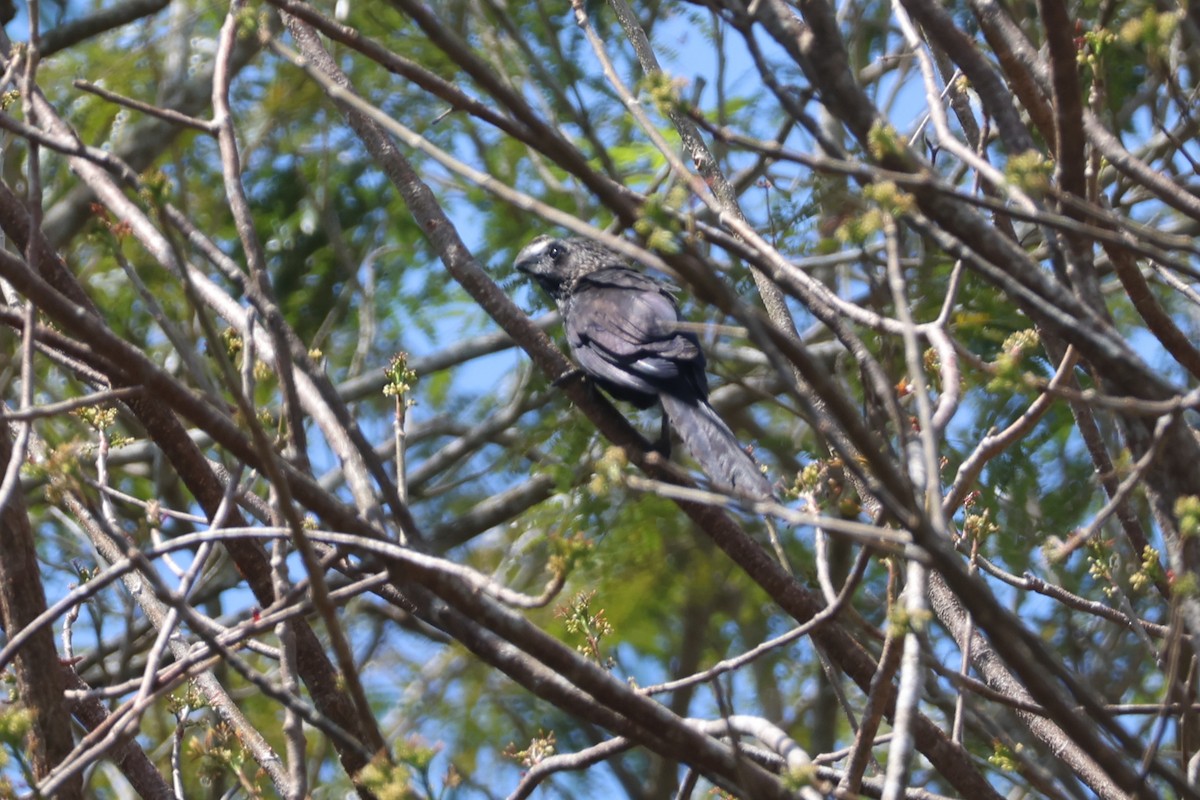 Smooth-billed Ani - ML633021289