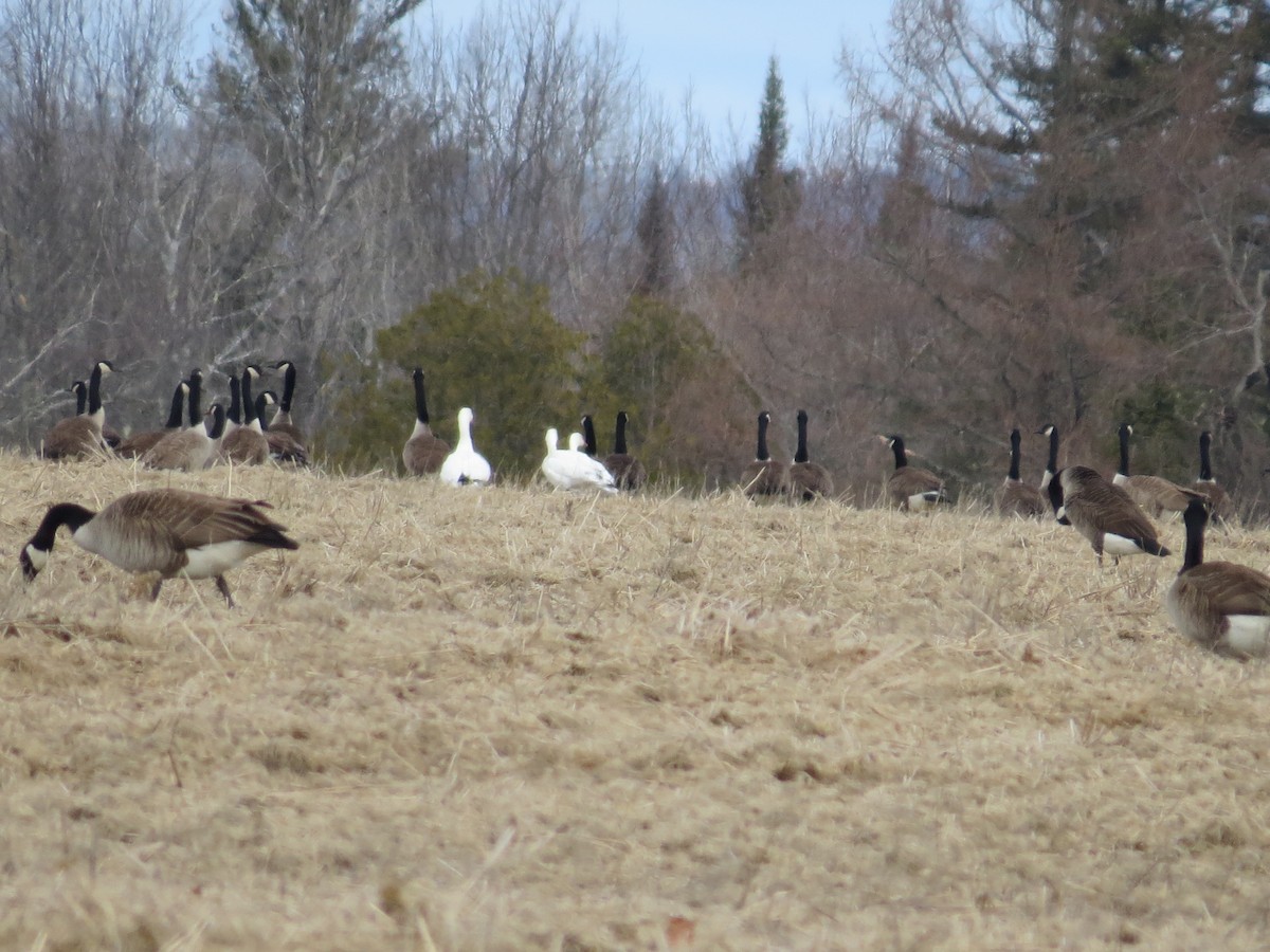 Snow Goose - ML633021343