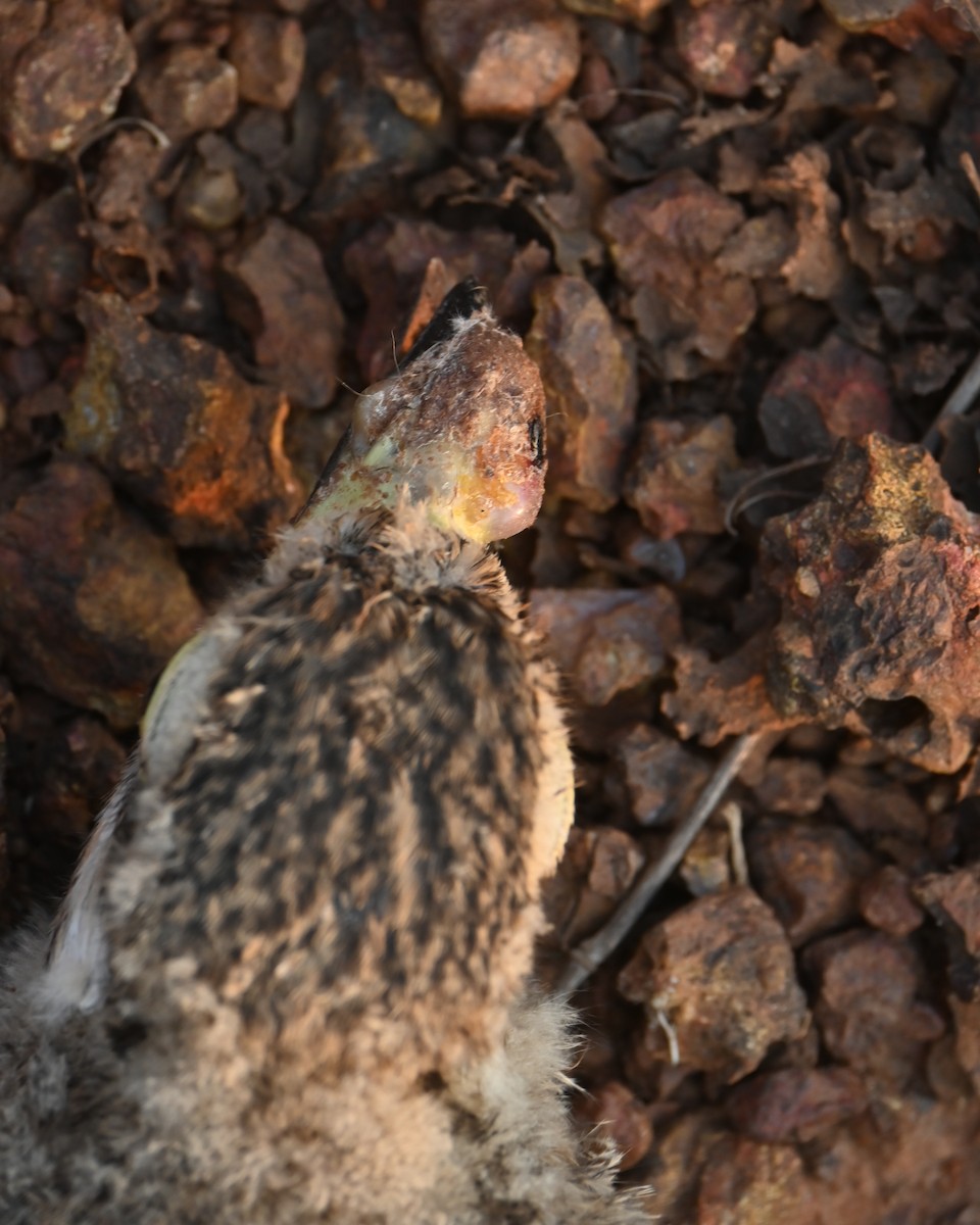 Indian Thick-knee - ML633021344
