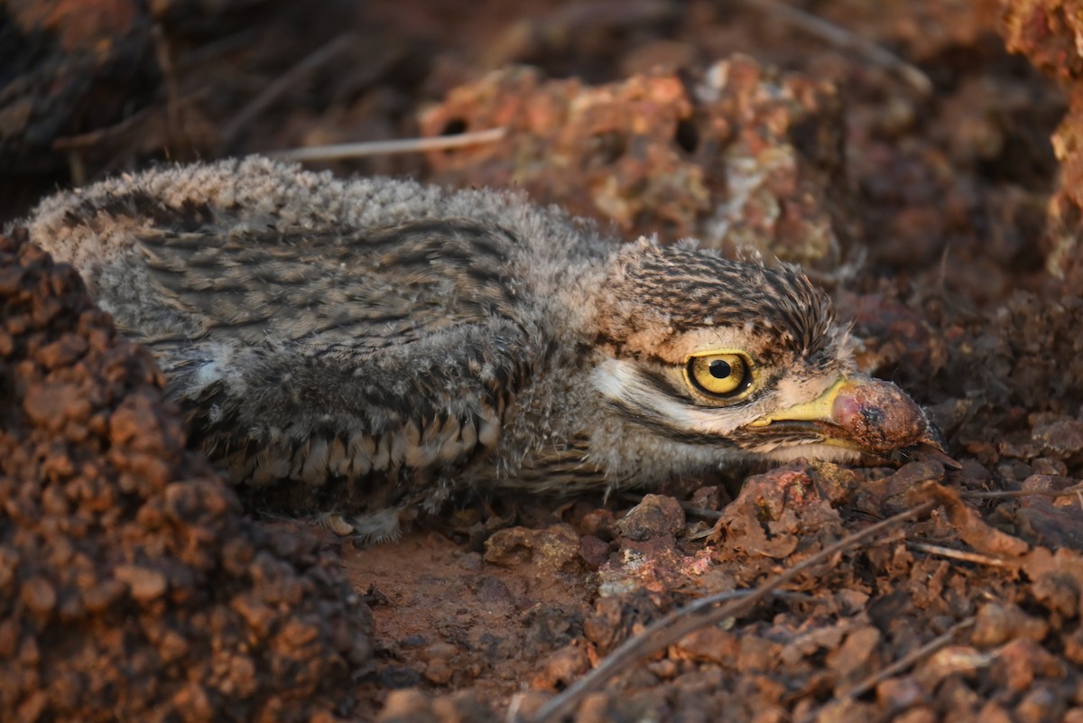 Indian Thick-knee - ML633021347