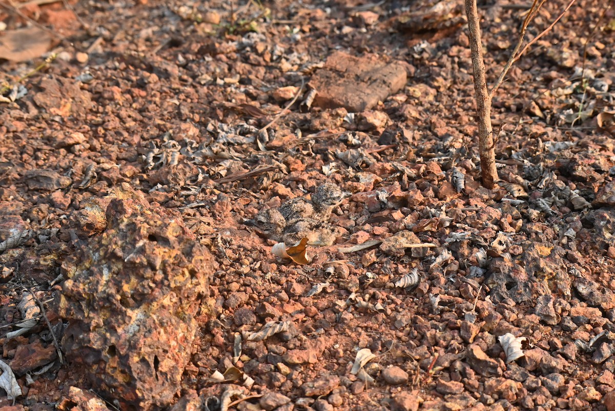 Indian Thick-knee - ML633021349