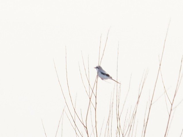 Great Gray Shrike (Great Gray) - ML633021377