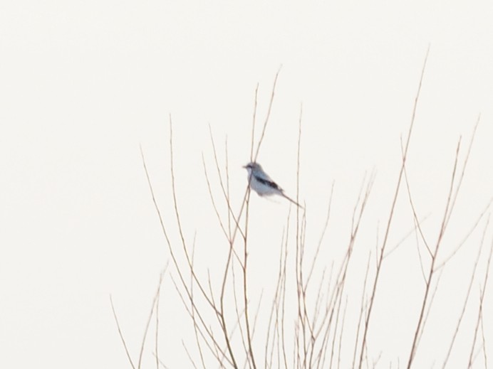 Great Gray Shrike (Great Gray) - ML633021378