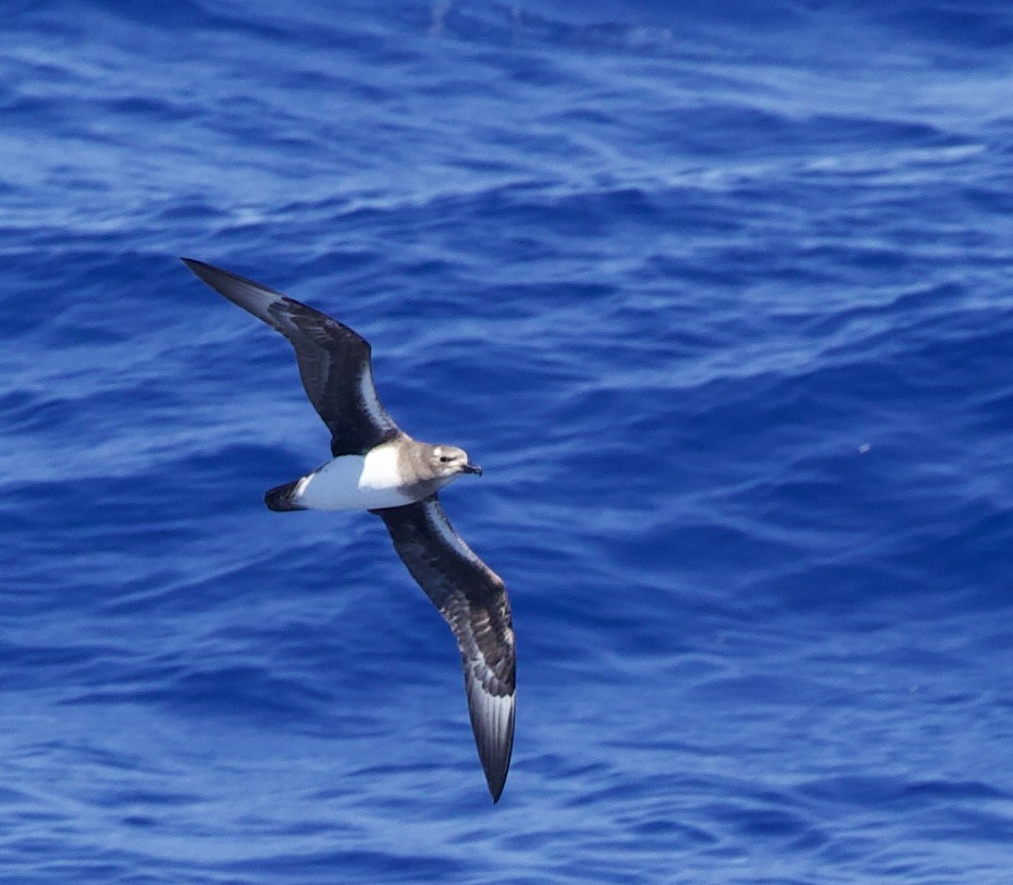 克島圓尾鸌 - ML633021380