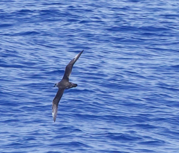 克島圓尾鸌 - ML633021381