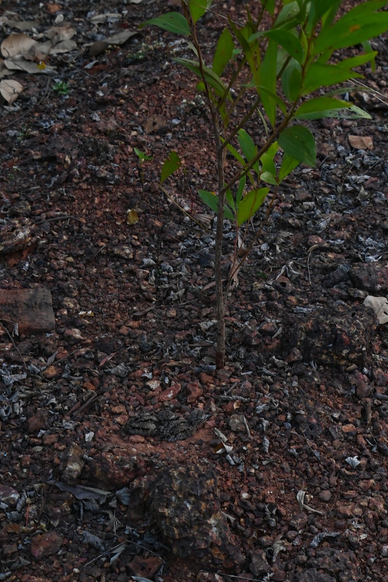 Indian Thick-knee - ML633021450