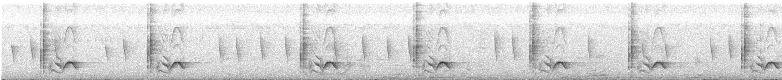 Black-backed Puffback