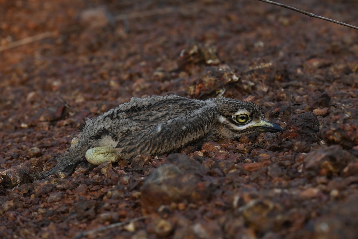 Indian Thick-knee - ML633021519