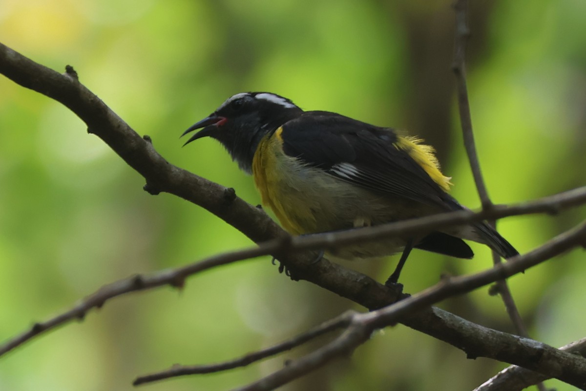 Bananaquit - ML633021569