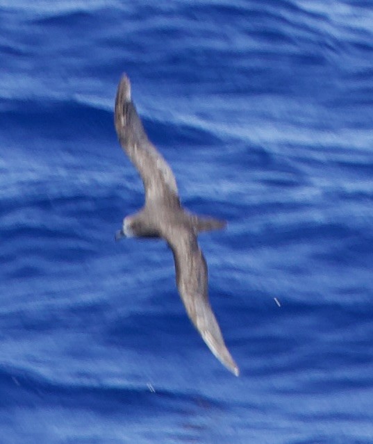 Gray-faced Petrel - ML633021604