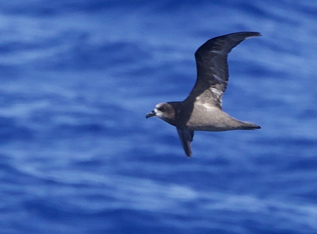 Gray-faced Petrel - ML633021605