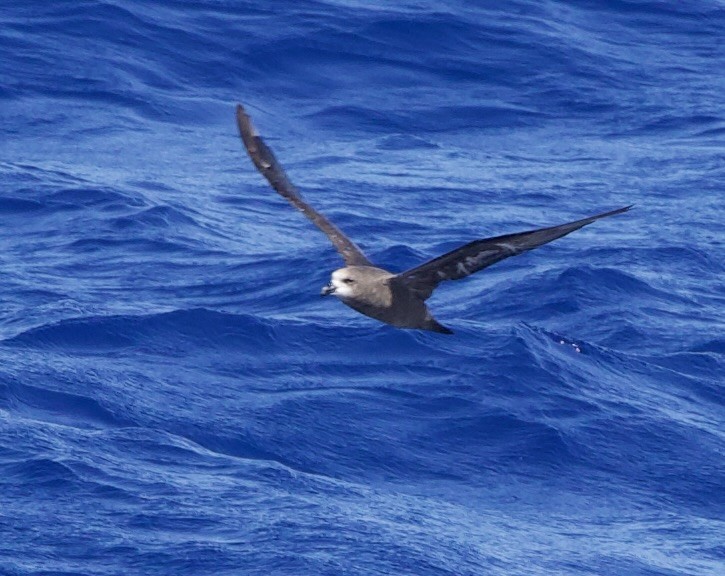 Gray-faced Petrel - ML633021606
