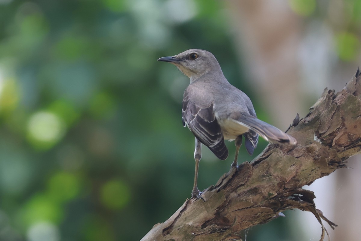 Northern Mockingbird - ML633021611