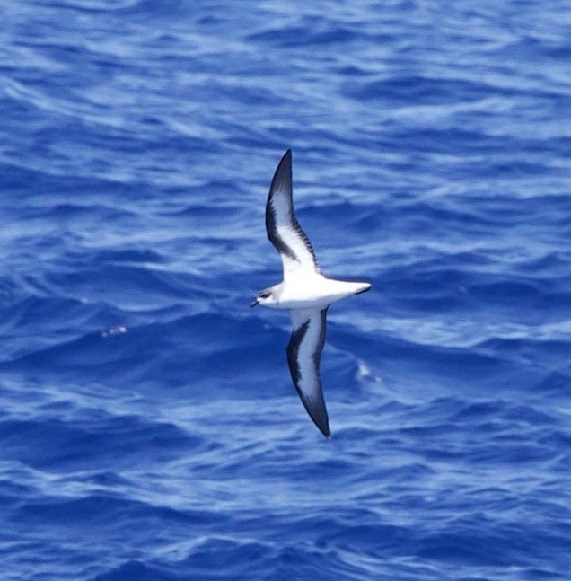 Black-winged Petrel - ML633021677
