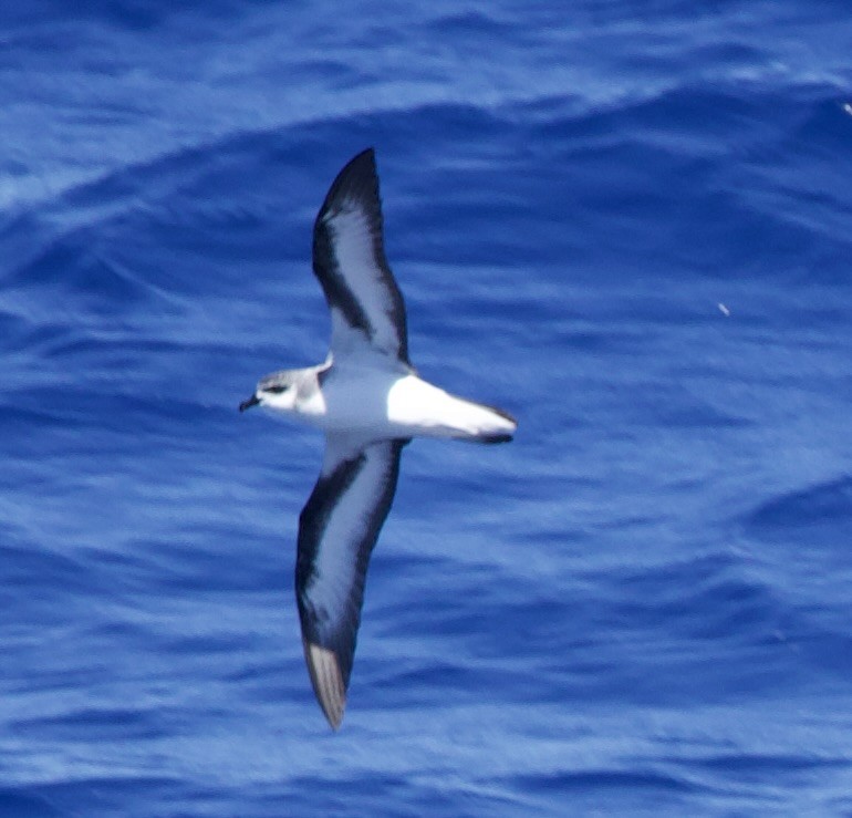 Black-winged Petrel - ML633021678
